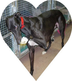 Help Almost Home for Hounds