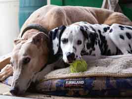 Almost Home for Hounds Greyhounds