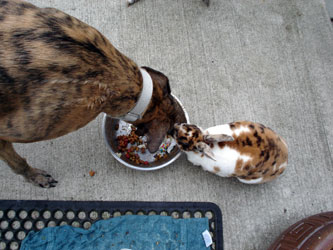 Almost Home for Hounds