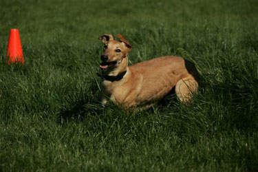 Almost Home for Hounds