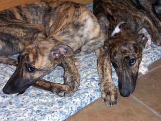 Almost Home for Hounds