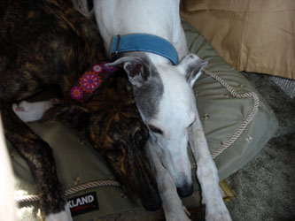 Almost Home for Hounds