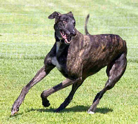 Almost Home for Hounds