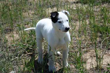 Almost Home for Hounds