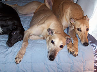 Almost Home for Hounds