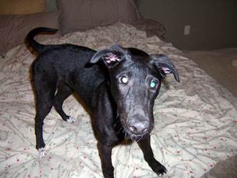 Almost Home for Hounds