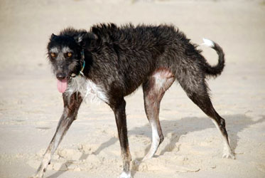 Almost Home for Hounds