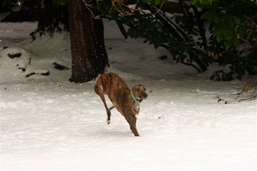 Almost Home for Hounds