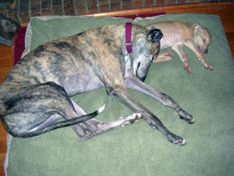 Almost Home for Hounds