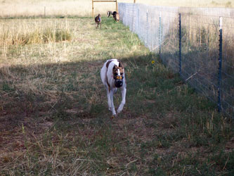 Almost Home for Hounds