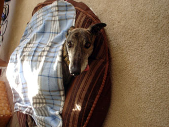 Almost Home for Hounds