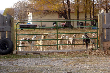 Almost Home for Hounds