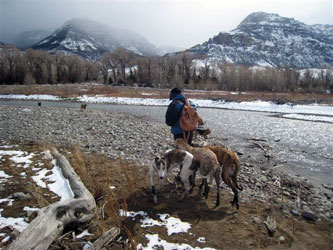 Almost Home for Hounds