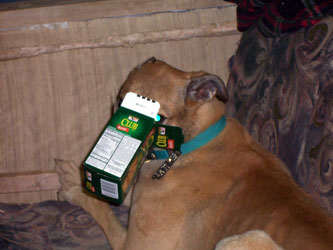 Almost Home for Hounds