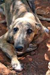 Almost Home for Hounds