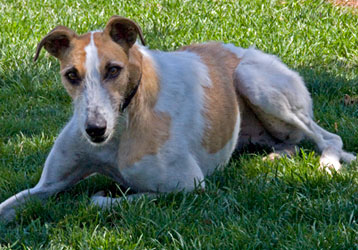 Almost Home for Hounds