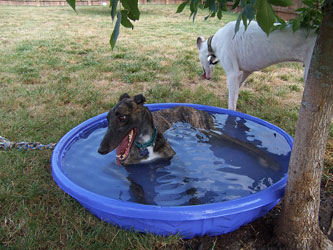 Almost Home for Hounds