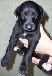 Almost Home for Hounds