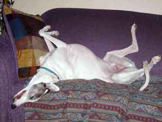 Almost Home for Hounds