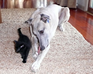 Almost Home for Hounds