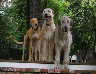 Almost Home for Hounds