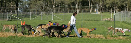 Almost Home for Hounds