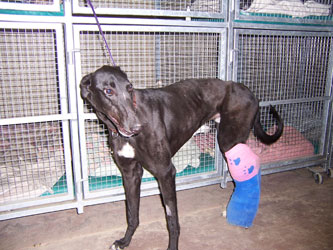 Almost Home for Hounds