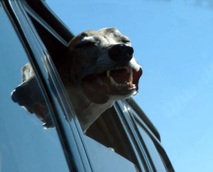 Almost Home for Hounds