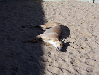 Almost Home for Hounds