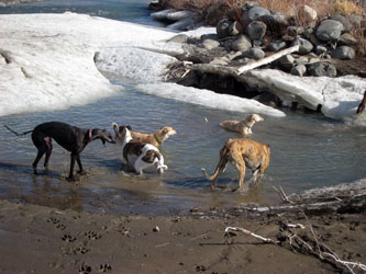 Almost Home for Hounds