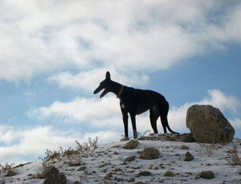 Almost Home for Hounds Greyhounds