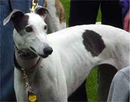 Almost Home for Hounds