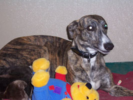 Almost Home for Hounds