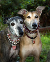 Almost Home for Hounds