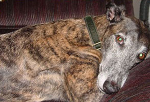 Almost Home for Hounds