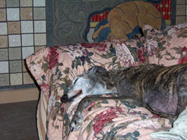 Almost Home for Hounds